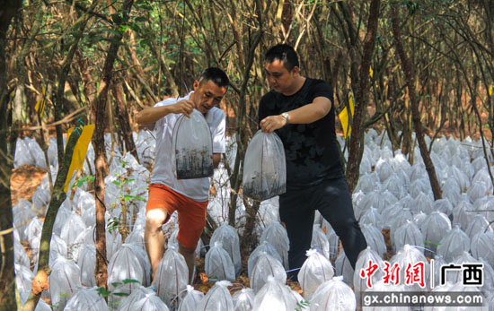 农业节目致富经种植视频_白领种植致富视频_致富经种菜视频