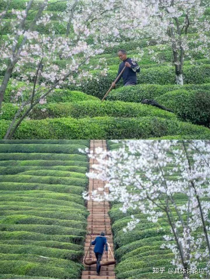 浙江佛手之村_致富经浙江金华佛手_浙江金华佛手基地