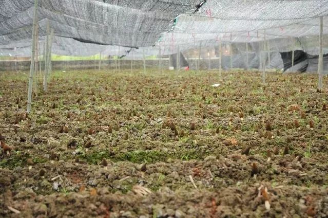 苗圃种植致富吗_致富种植苗圃有哪些_种植致富业