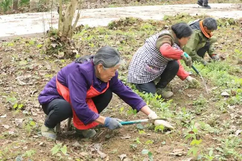 江口官和：林下种植中药材 经济生态“双丰收”