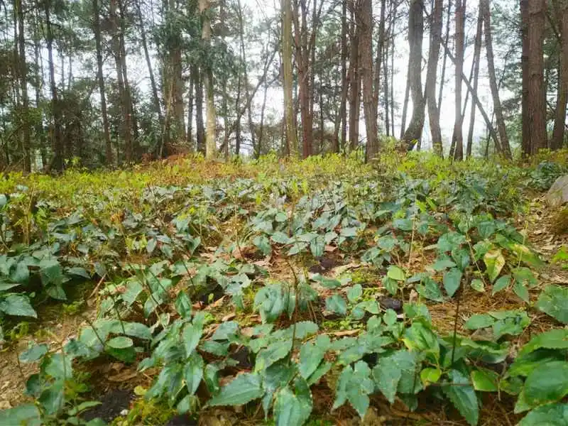 种植药才致富_致富种植视频全集_致富经种植药材视频