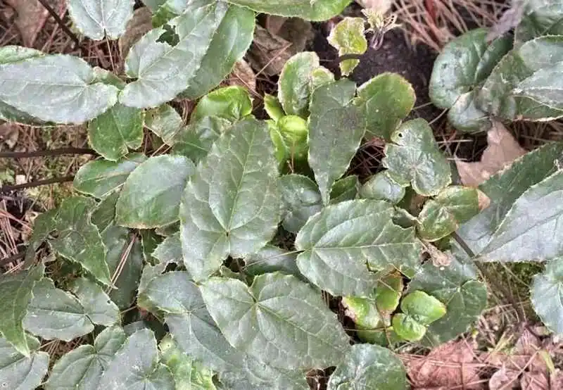 致富经种植药材视频_种植药才致富_致富种植视频全集