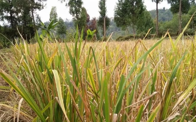 致富法宝种植项目_种植致富20个好项目_白领种植蘑菇致富