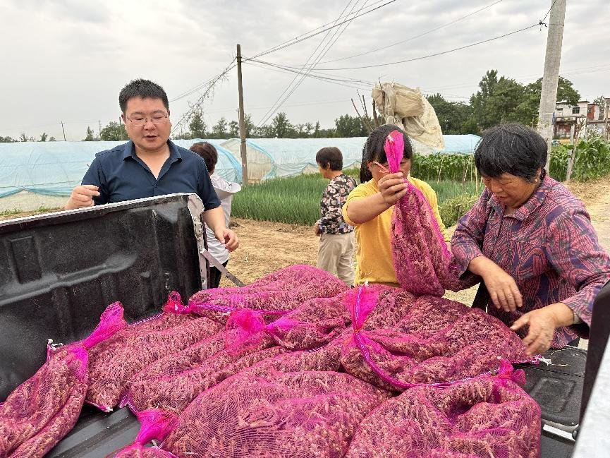 养殖蝗虫的主要销路_致富养殖蝗虫人怎么赚钱_蝗虫养殖致富人