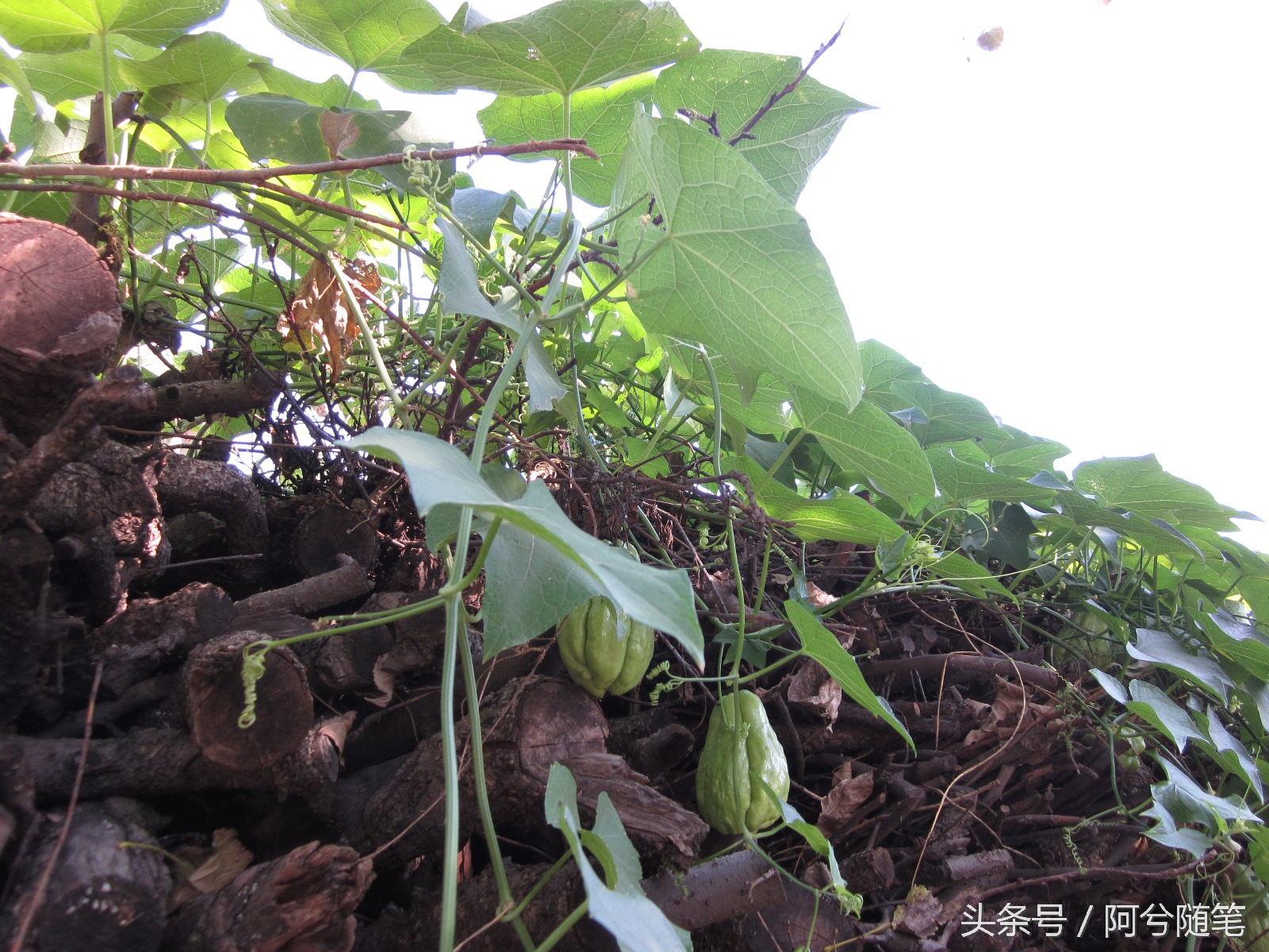 面瓜种子_种面瓜怎样管理_面瓜的种植技术