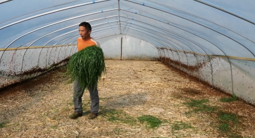 蝗虫养殖致富人_2021养殖蝗虫的前景_致富养殖蝗虫人图片