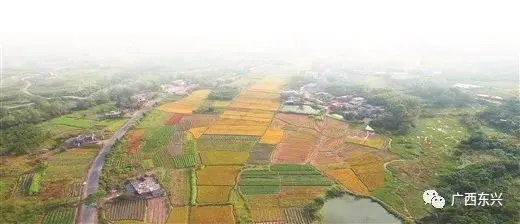 广东种植五指毛桃致富的人_5指毛桃种植_广东五指毛桃根叫什么