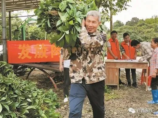 广东种植五指毛桃致富的人_5指毛桃种植_广东五指毛桃根叫什么