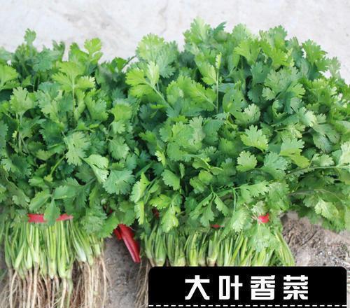 2021年南方种植什么赚钱_南方种植什么致富_南方种植什么赚钱快不愁卖