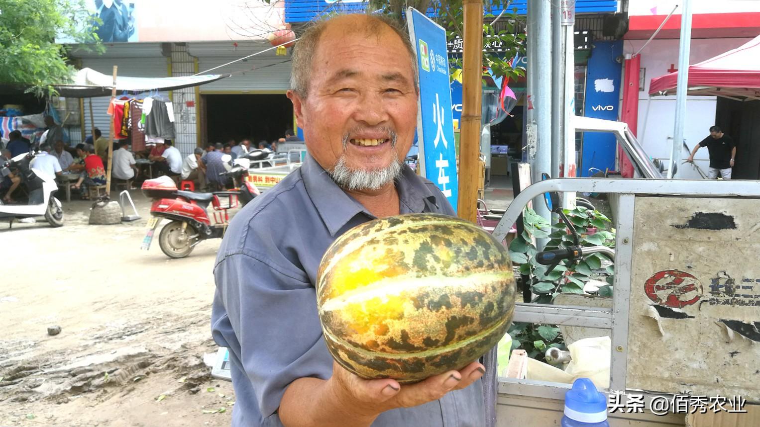 面瓜的种植技术_面瓜种子_种植技术面瓜技术要点