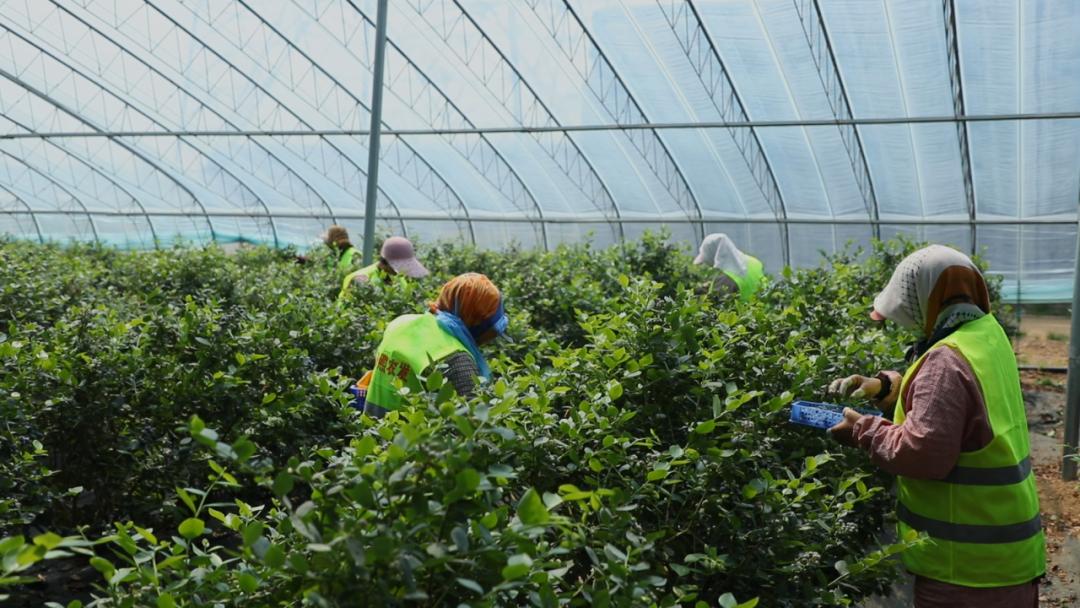 农村致富种_东港农民种植致富_农村致富新项目种植业