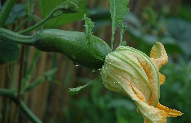 种面瓜怎样管理_面瓜的种植技术_面瓜种植方法