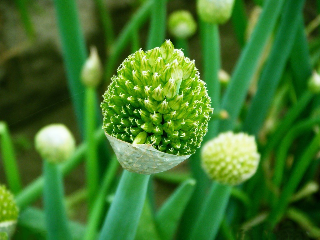 种菜致富经_致富经种蔬菜种出千万财富_种菜致富案例