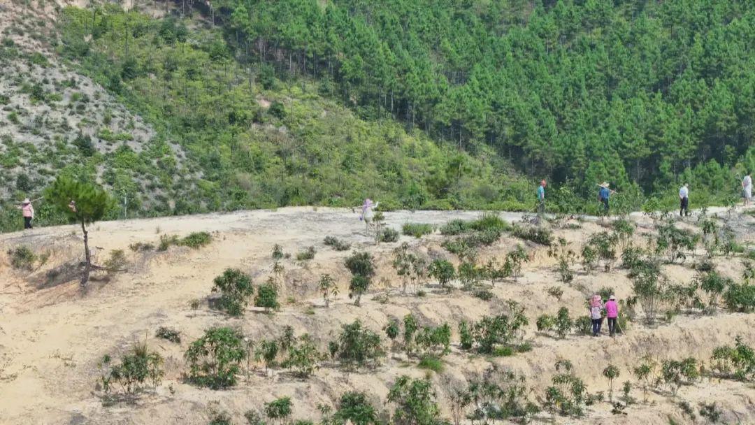 五指毛桃广东种植基地_5指毛桃种植_广东种植五指毛桃致富的人