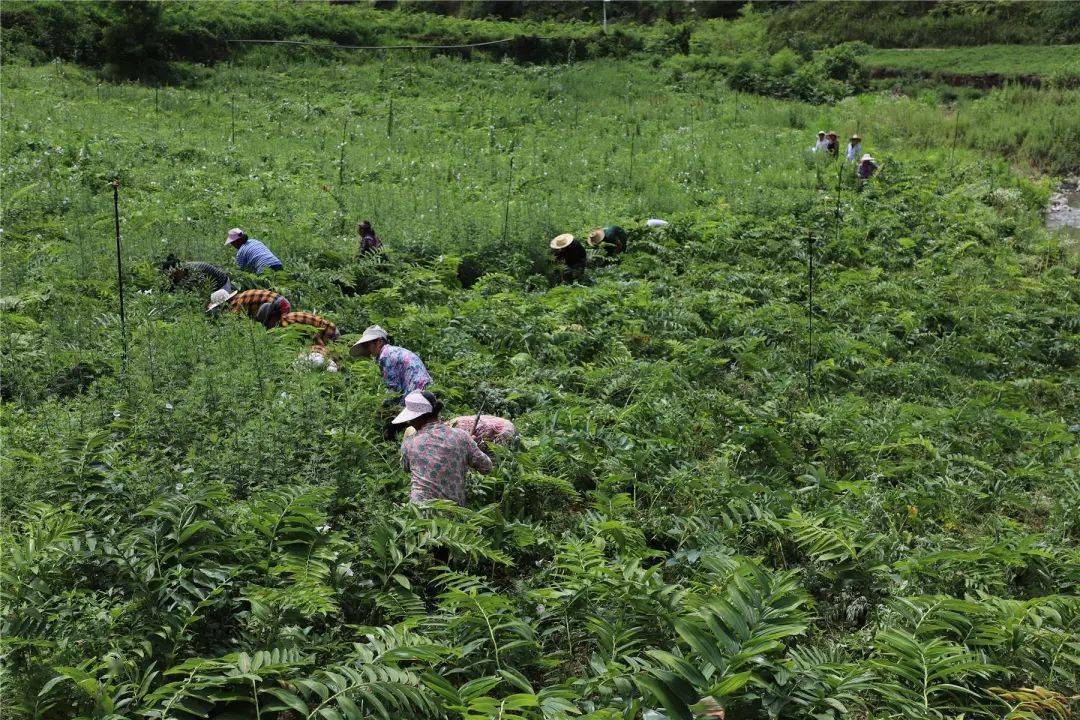 茴香种植致富_茴香种植收益_致富种植茴香图片