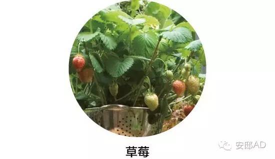 面瓜种子_面瓜的种植技术_种面瓜怎样管理