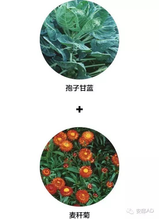 面瓜的种植技术_种面瓜怎样管理_面瓜种子