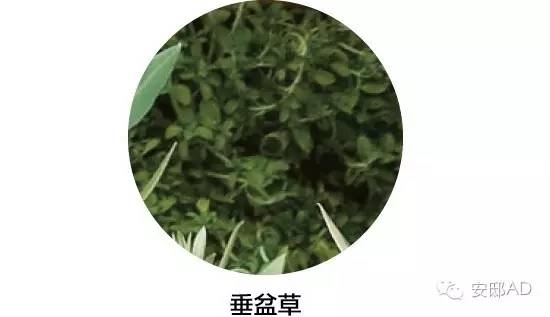 面瓜种子_种面瓜怎样管理_面瓜的种植技术