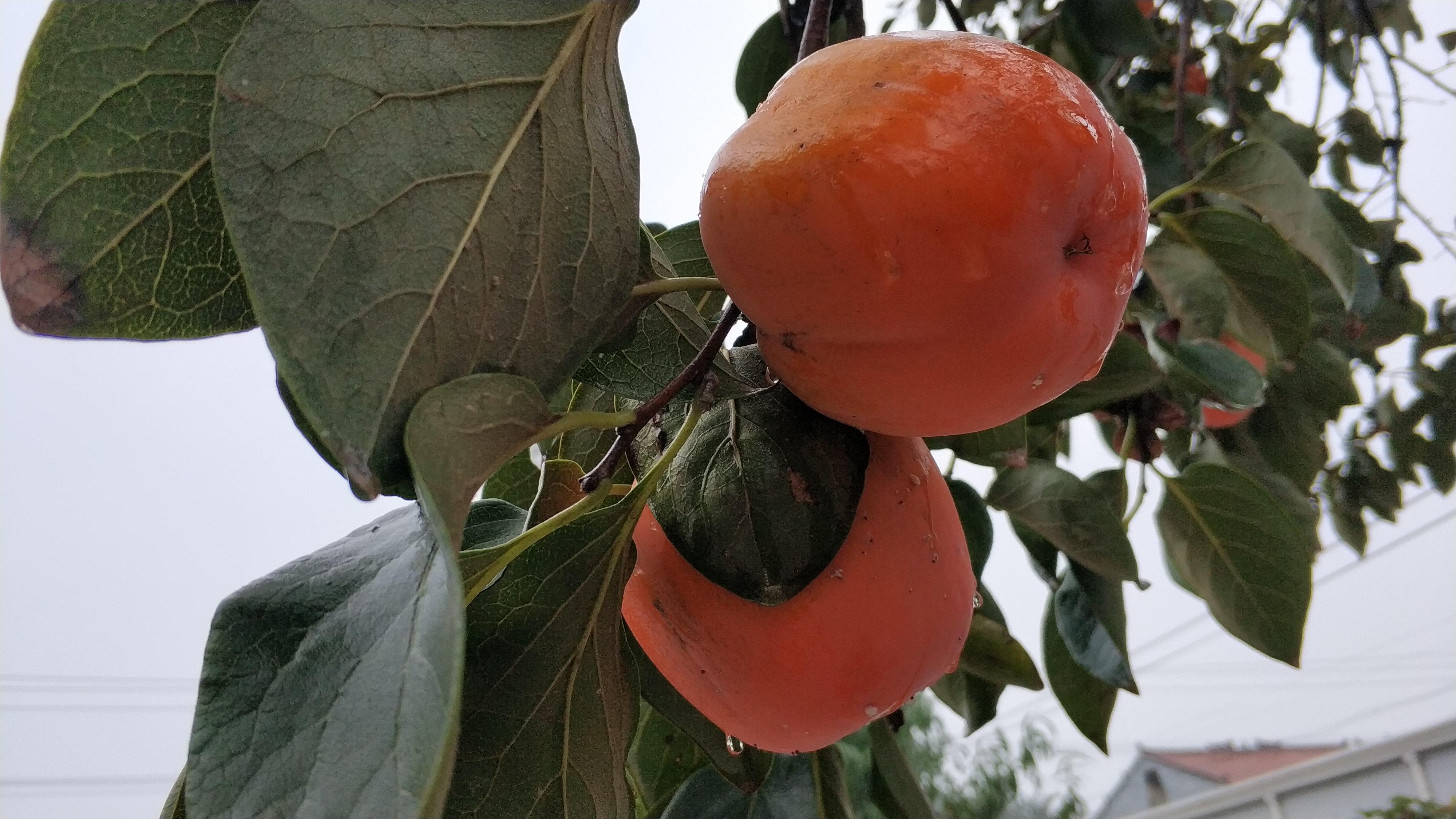 面瓜种子_面瓜种植方法_面瓜的种植技术