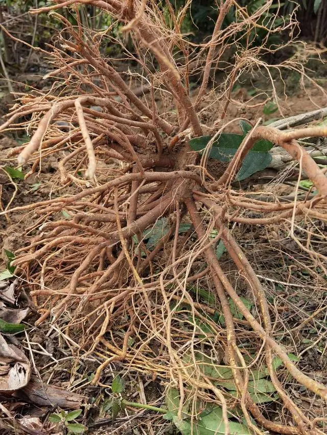 广东五指毛桃苗_广东种植五指毛桃致富的人_五指毛桃广东种植基地