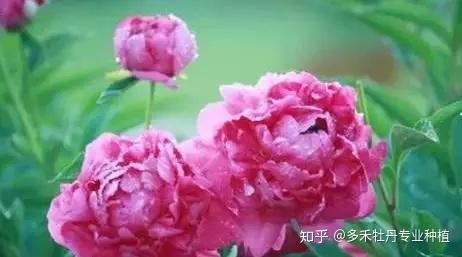 种植芍药的方法_芍药种植和栽培技术_栽培种植芍药技术要点
