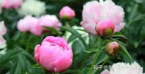 栽培种植芍药技术要点_芍药种植和栽培技术_种植芍药的方法