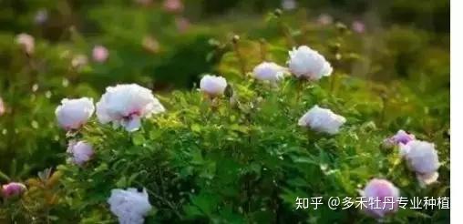 栽培种植芍药技术要点_种植芍药的方法_芍药种植和栽培技术