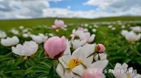 芍药种植和栽培技术_种植芍药的方法_栽培种植芍药技术要点