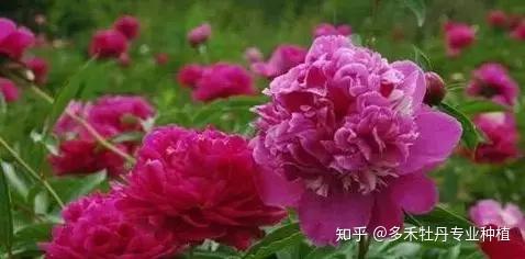 芍药种植和栽培技术_种植芍药的方法_栽培种植芍药技术要点