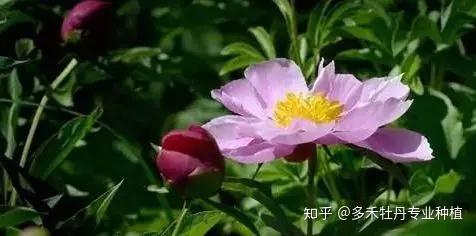 芍药种植和栽培技术_栽培种植芍药技术要点_种植芍药的方法