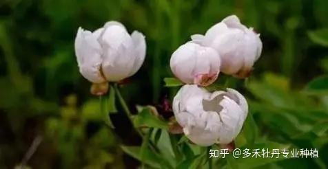 芍药种植和栽培技术_栽培种植芍药技术要点_种植芍药的方法
