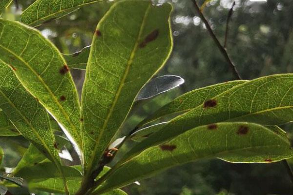 种植杨梅树简单技术视频_种植杨梅树简单技术视频教程_杨梅树的简单种植技术