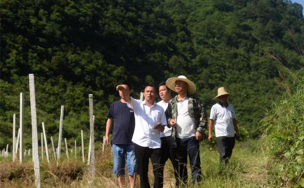 雷竹笋种植致富案例_致富法宝种植项目_农村种植致富好项目