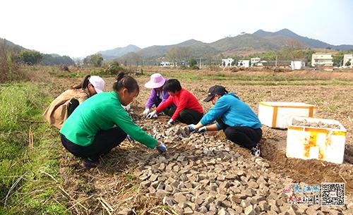 安远重石乡：种植紫山药 共圆致富梦