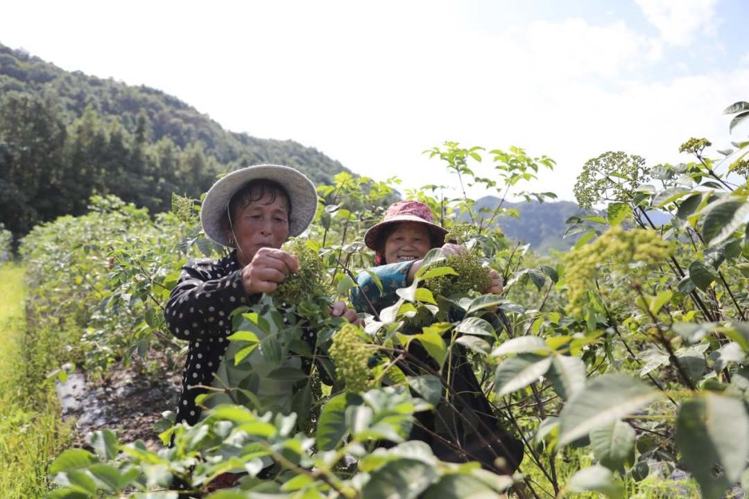 江西彭泽：种下中药材 开出“致富方”