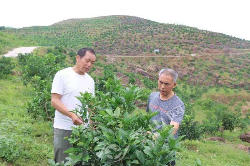 龙家村：小柑橘变大产业 开启甜蜜“致富路”