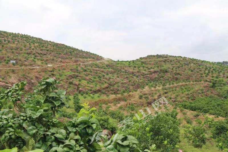 柑橘种植效益_农村柑橘种植致富_致富柑橘种植农村图片大全