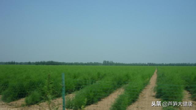 贺超兴：中国设施绿芦笋栽培现状与未来发展前景