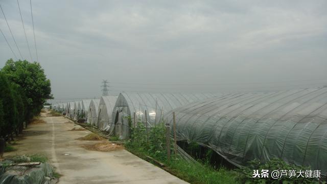 贺超兴：中国设施绿芦笋栽培现状与未来发展前景