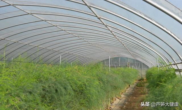 贺超兴：中国设施绿芦笋栽培现状与未来发展前景