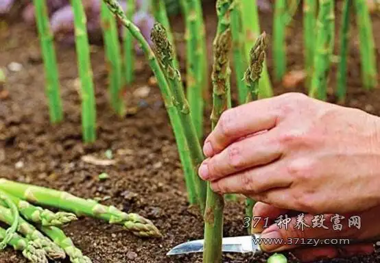 大棚种芦笋亩效益2万元 芦笋种植前景可观