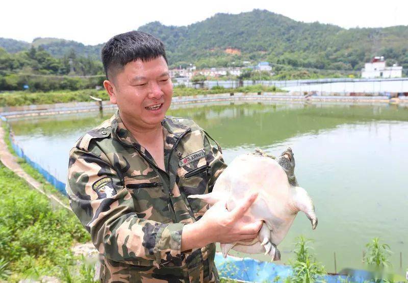 乡村振兴 | 连平“龟谷”带动村民致富“鳖”有滋味