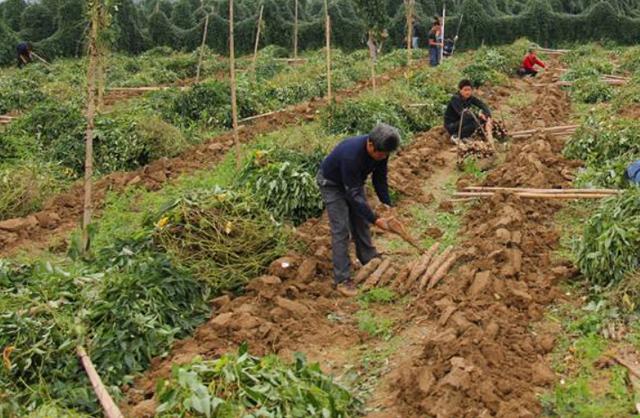 山药种植，塑料套管栽培法技术介绍，你知道吗