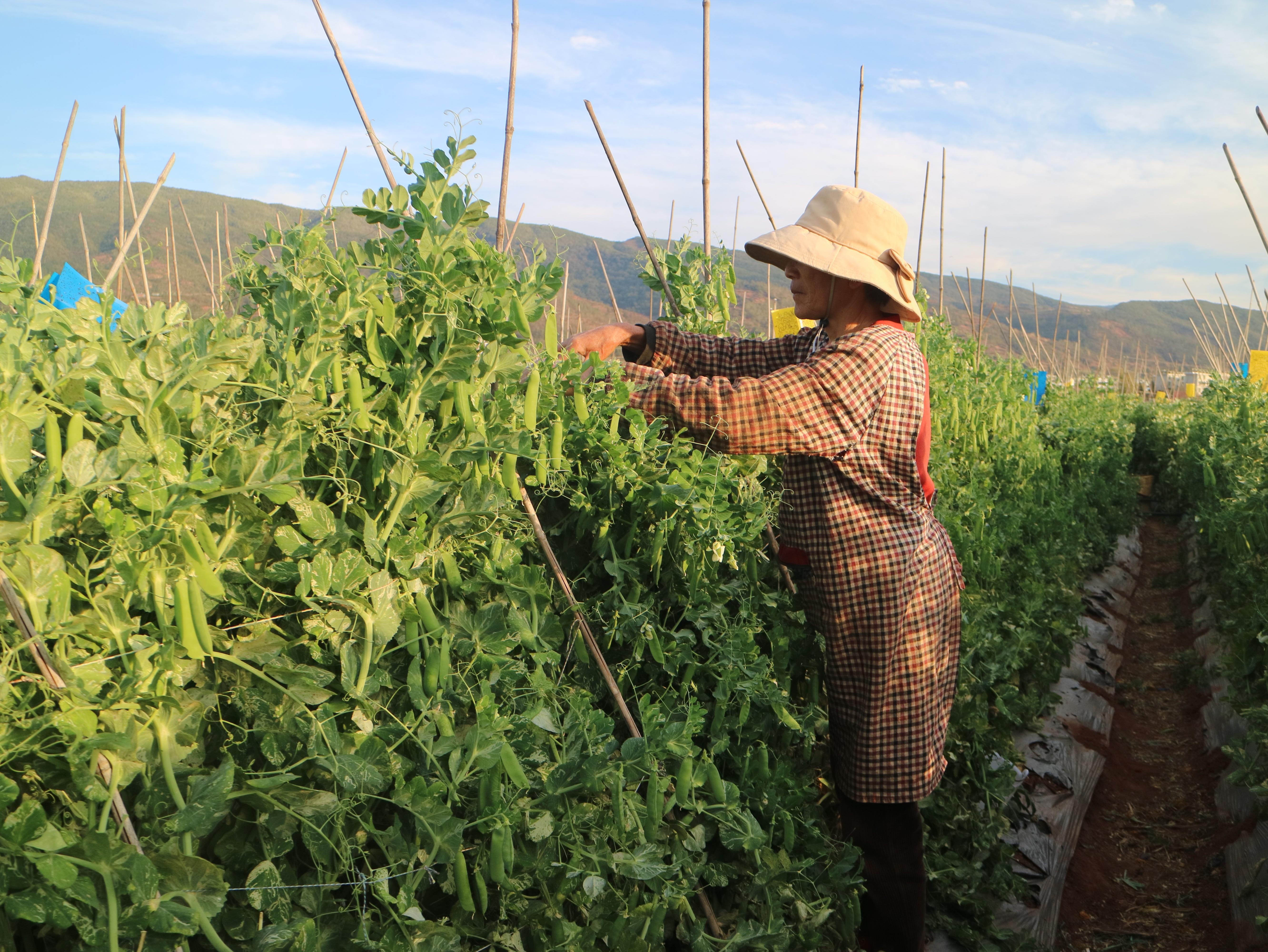 豌豆种植效益_致富豌豆种植技术视频_种植豌豆致富