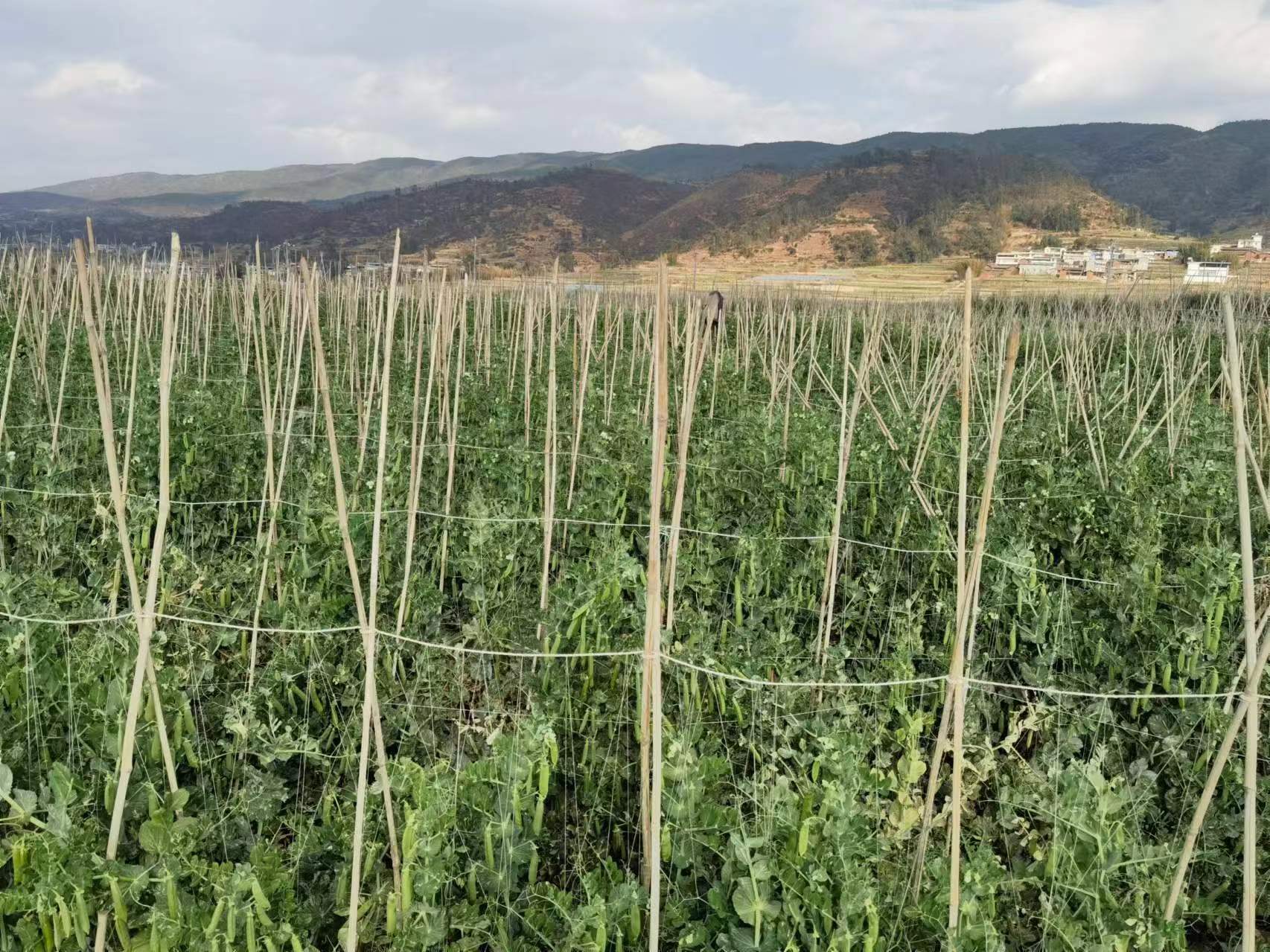 种植豌豆致富_致富豌豆种植技术视频_豌豆种植效益