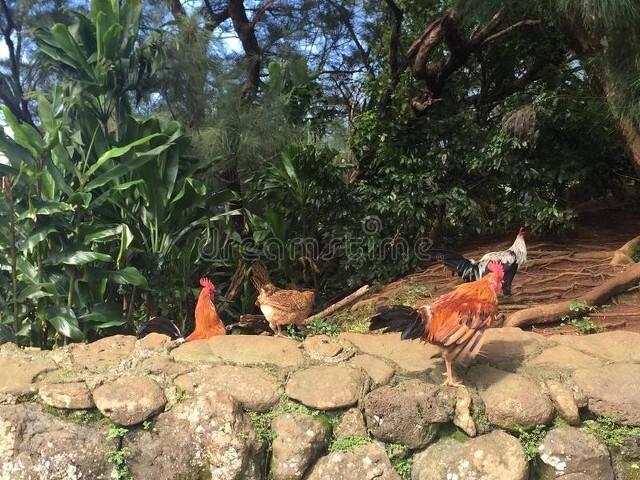 致富经林下养鸡_致富经 竹林养鸡视频_致富经竹鸡养殖