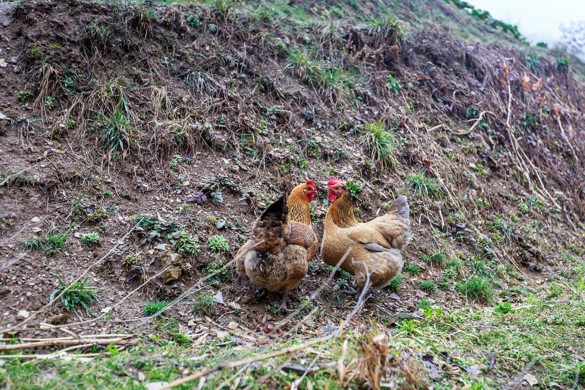 致富经 竹林养鸡视频_致富经林下养鸡_致富经竹鸡养殖