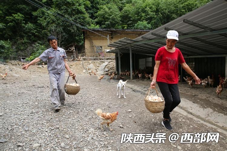 竹林养鸡成功案例_致富经竹鸡养殖_致富经 竹林养鸡视频