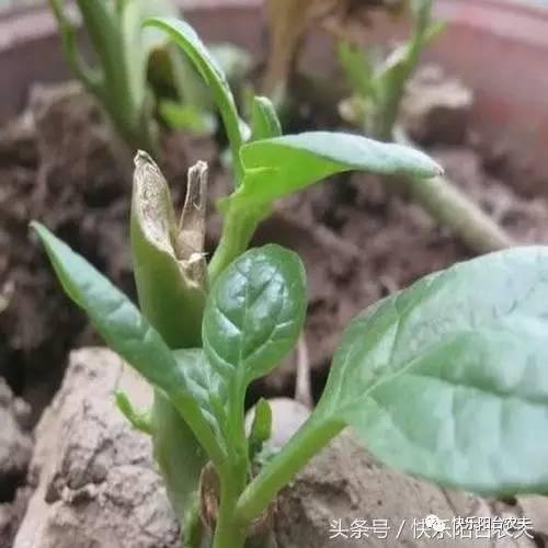 阳台芦笋种植方法芦笋栽培技术_阳台种植芦笋技术视频_阳台芦笋种植技术