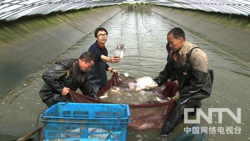 海水致富观赏鱼图片_海水致富观赏鱼有哪些_致富经海水观赏鱼